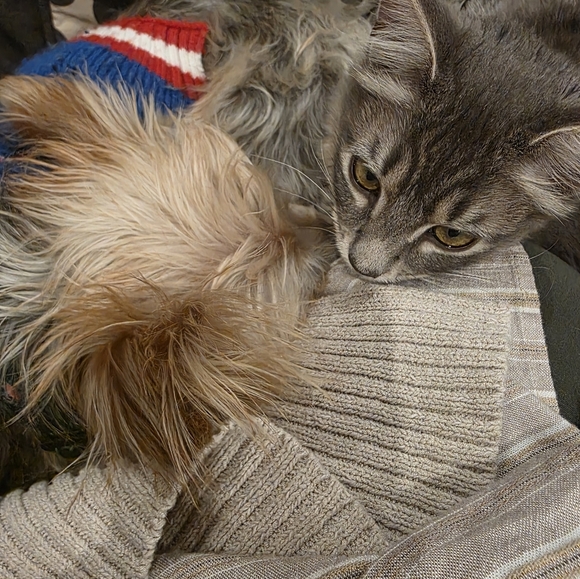 Cici's Going Live! There Will Be Coach!Free Beanie BABY WITH PURCHASE!! - Picture 12 of 16